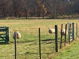 Natural Texel Roving