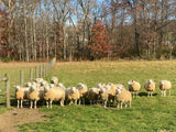 Natural Texel Roving